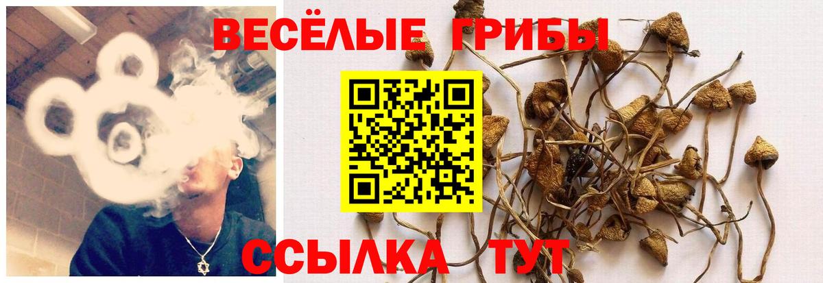 Галлюциногенные грибы Magic Shrooms Новомосковск